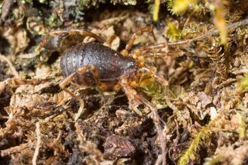 Media type: image;   Invertebrate Zoology 131135